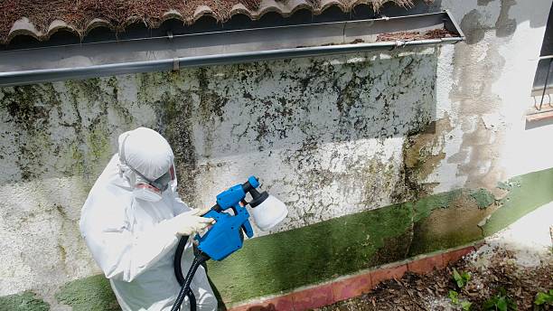 Top rated local Mold Cleanup specialists in Duncannon, PA